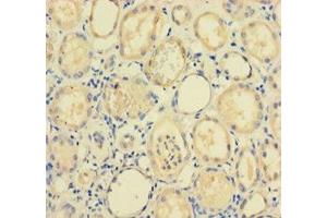 Immunohistochemistry of paraffin-embedded human kidney tissue using ABIN7168126 at dilution of 1:100 (RPP29 antibody  (AA 1-220))