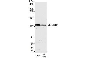 Western Blotting (WB) image for anti-GEM Interacting Protein (GMIP) (AA 920-970) antibody (ABIN7452654)