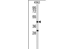Western blot analysis of DFFA Antibody (C-term) (ABIN653234 and ABIN2842766) in K562 cell line lysates (35 μg/lane). (DFFA antibody  (C-Term))