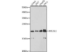 Western blot analysis of extracts of various cell lines, using RPL26L1 antibody (ABIN6133138, ABIN6147124, ABIN6147126 and ABIN6224922) at 1:3000 dilution. (RPL26L1 antibody  (AA 1-145))