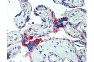 Anti-HAS3 antibody IHC staining of human placenta. (HAS3 antibody  (AA 137-164))