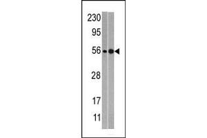 NMD3 antibody  (C-Term)