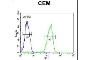 P1S Antibody (Center) (ABIN651956 and ABIN2840474) flow cytometric analysis of CEM cells (right histogram) compared to a negative control cell (left histogram). (MAP1S antibody  (AA 493-520))
