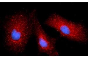 Immunofluorescence (IF) image for anti-Cystatin B (Stefin B) (CSTB) (AA 1-98) antibody (APC) (ABIN5565349) (CSTB antibody  (AA 1-98) (APC))