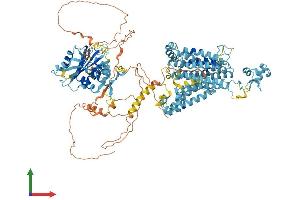 AlphaFold protein structure predicition of Mouse Recombinant Slc4a7 Protein, UniprotID Q8BTY2