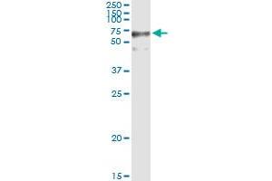 GFPT2 MaxPab rabbit polyclonal antibody. (GFPT2 antibody  (AA 1-682))