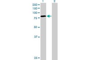 Western Blot analysis of PDIA4 expression in transfected 293T cell line by PDIA4 MaxPab polyclonal antibody. (PDIA4 antibody  (AA 1-645))