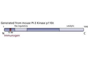 Image no. 3 for anti-Phosphoinositide-3-Kinase, Catalytic, delta Polypeptide (PIK3CD) (AA 73-90) antibody (ABIN968316) (PIK3CD antibody  (AA 73-90))