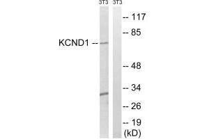 Western blot analysis of extracts from 3T3 cells, using KCND1antibody. (KCND1 antibody  (C-Term))