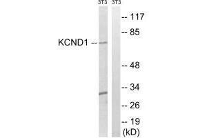 Western blot analysis of extracts from 3T3 cells, using KCND1antibody.