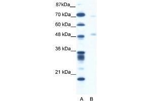 WB Suggested Anti-PNLIP Antibody Titration:  1. (PNLIP antibody  (C-Term))