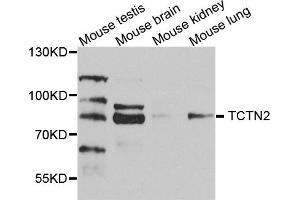 Western blot analysis of extract of various cells, using TCTN2 antibody.