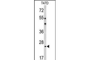 Western blot analysis of BCL2A1 Antibody (Center) (ABIN650621 and ABIN2846125) in T47D cell line lysates (35 μg/lane). (BCL2A1 antibody  (AA 53-81))