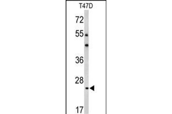 BCL2A1 Antikörper  (AA 53-81)