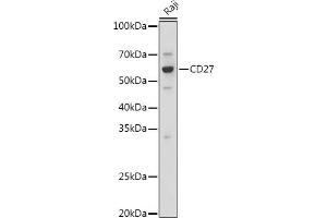Western blot analysis of extracts of Raji cells, using CD27 antibody (ABIN3022680, ABIN3022681, ABIN3022682 and ABIN6219092) at 1:1000 dilution. (CD27 antibody  (AA 20-191))