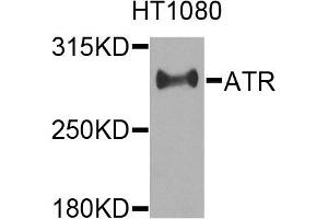 Western blot analysis of extracts of HT1080 cells, using ATR antibody. (ATR antibody)