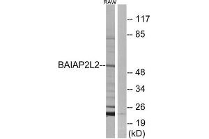 Western Blotting (WB) image for anti-BAI1-Associated Protein 2-Like 2 (BAIAP2L2) (Internal Region) antibody (ABIN1850941) (BAIAP2L2 antibody  (Internal Region))