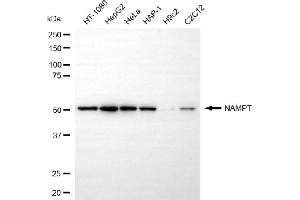 Western blotting analysis using NAMPT antibody (ABIN7799595).