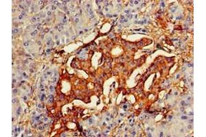 Immunohistochemistry of paraffin-embedded human pancreatic tissue using ABIN7154660 at dilution of 1:100 (VAV3 antibody  (AA 562-674))