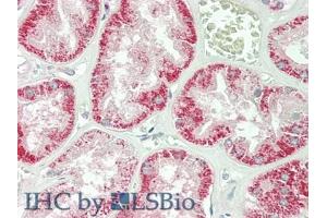 IHC-P analysis of Human Kidney Tissue, with HE staining. (IFNB1 antibody  (AA 22-187))