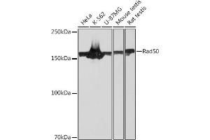 Western blot analysis of extracts of various cell lines, using Rad50 Rabbit mAb (ABIN7269826) at 1:1000 dilution. (RAD50 antibody)