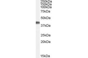 Western Blotting (WB) image for anti-ADP-Ribosylation Factor GTPase Activating Protein 2 (arfgap2) (N-Term) antibody (ABIN2778392) (arfgap2 antibody  (N-Term))