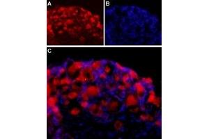 Expression of NLGN2 in rat DRG - Immunohistochemical staining of adult rat dorsal root ganglion (DRG) using Anti-Neuroligin 2 (extracellular) Antibody (ABIN7043362, ABIN7044682 and ABIN7044683) followed by goat anti-rabbit-AlexaFluor-594 secondary antibody. (Neuroligin 2 antibody  (Extracellular, N-Term))