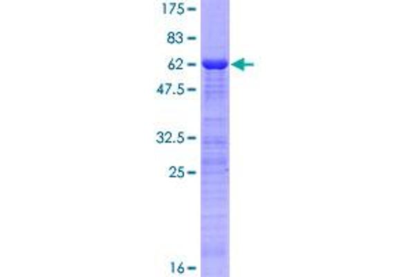 ING1 Protein (AA 1-279) (GST tag)