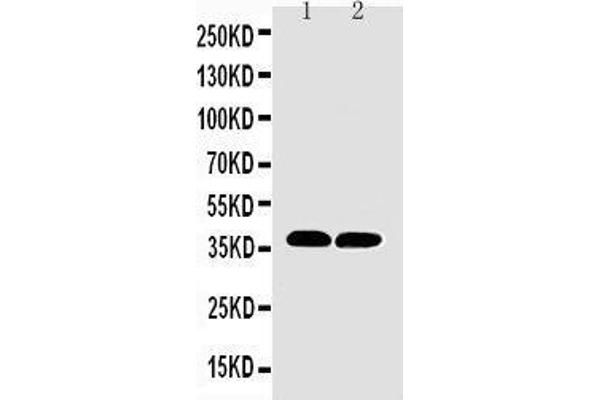 COX1 anticorps  (N-Term)