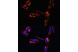 Immunofluorescence (IF) image for anti-Adenosine A2a Receptor (ADORA2A) (AA 100-200) antibody (ABIN3022194)