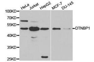 Western Blotting (WB) image for anti-Dystrobrevin Binding Protein 1 (DTNBP1) antibody (ABIN1872369) (DTNBP1 antibody)