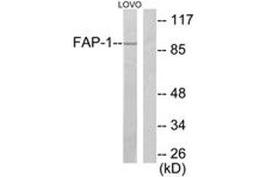 Western blot analysis of extracts from LOVO cells, using FAP-1 Antibody.