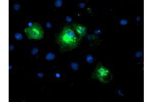 Image no. 2 for anti-Lysophosphatidic Acid Receptor 1 (LPAR1) antibody (ABIN1499191) (LPAR1 antibody)