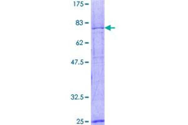 KIF2A Protein (AA 1-679) (GST tag)