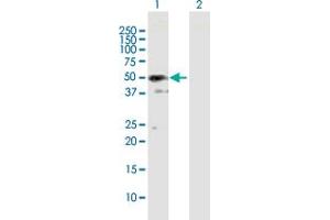 SH3GLB2 antibody  (AA 1-395)