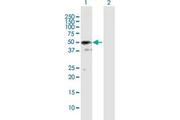 SH3GLB2 Antikörper  (AA 1-395)