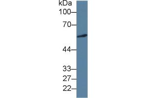 Western Blot; Sample: Human A549 cell lysate; Primary Ab: 3µg/ml Mouse Anti-Human ICA1 Antibody Second Ab: 0. (ICA1 antibody  (AA 1-258))