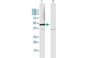 Western Blot analysis of PSMD6 expression in transfected 293T cell line by PSMD6 MaxPab polyclonal antibody.