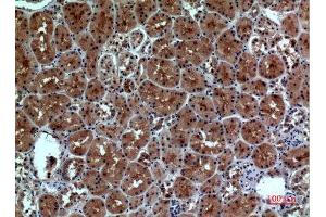 Immunohistochemistry (IHC) analysis of paraffin-embedded Human Kidney, antibody was diluted at 1:100. (Neuropilin 1 antibody  (Internal Region))