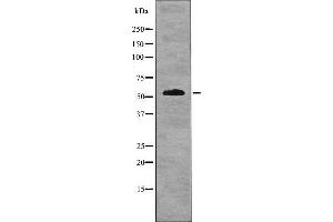 Western blot analysis IRF7 (pS477) using Serum treated LOVO whole cell lysates. (IRF7 antibody  (pSer477))