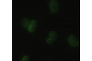 Anti-HHex mouse monoclonal antibody (ABIN2452344) immunofluorescent staining of HeLa cells transiently transfected by pCMV6-ENTRY HHex (RC204815) (HHEX antibody  (AA 100-270))