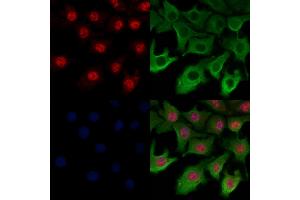 ABIN6259300 and ABIN6274312 staining Hela cells by IF/ICC. (SFRS17A antibody  (C-Term))