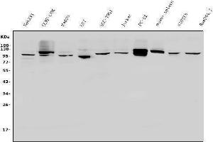 Western blot analysis of PVRL1/NECTIN1 using anti-PVRL1/NECTIN1 antibody (ABIN7601298).