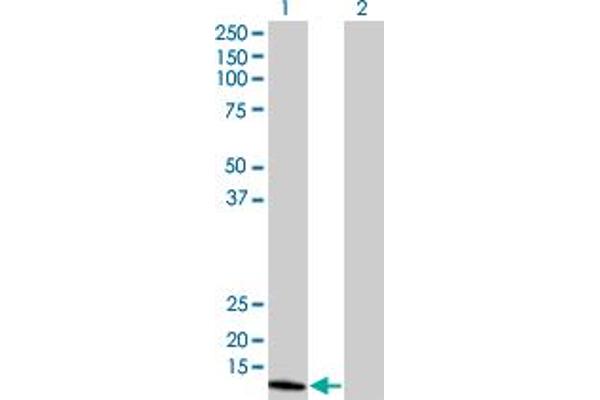 NUDT1 antibody  (AA 1-179)