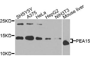 Western blot analysis of extracts of various cells, using PEA15 antibody. (PEA15 antibody)