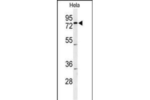 CLPTM1 antibody  (AA 198-227)