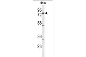 Western blot analysis of CLPTM1 Antibody (Center) (ABIN653574 and ABIN2842949) in Hela cell line lysates (35 μg/lane).