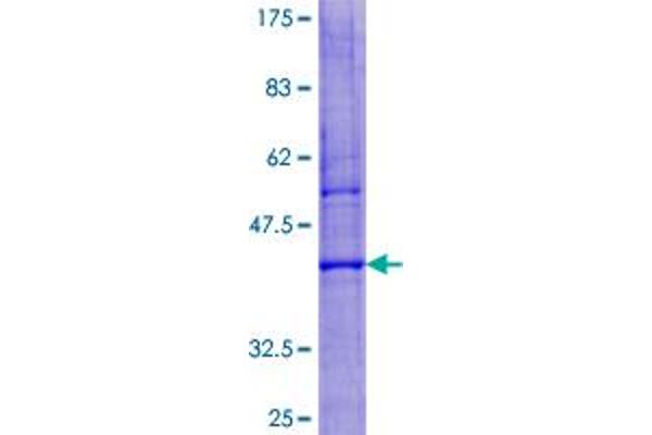 LYZL6 Protein (AA 1-148) (GST tag)