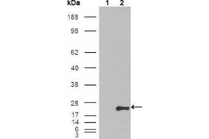 Western Blot showing GSTP1 antibody used against HEK293T cells transfected with the pCMV6-ENTRY control (1) and pCMV6-ENTRY GSTP1 cDNA (2). (GSTP1 antibody)