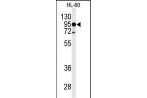 Western blot analysis of TLR4 Antibody (Center) (ABIN653638 and ABIN2842986) in HL-60 cell line lysates (35 μg/lane). (TLR4 antibody  (AA 669-698))